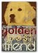 Golden Retriever - Goldie Best Friend by M.J. Lew 14x20 Art Print Poster