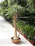 Eigenschaften Terrapalme  / Beaucarnea recurvata - Elefantenfuß,Flaschenbaum Topfbreite 25+ cm / Pflanzenhöhe 80-100cm cm mit Topf