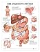 The Digestive System Anatomical Laminated Chart/Poster