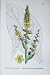 Hybrid Great White Mulleins Botany Plants C1902 Flowers