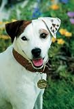 Wishbone