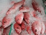 Wild Caught Fresh Caribbean Red Snapper4 lb.