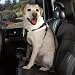 BLACK - LARGE - The Cruising Companion Car Harness