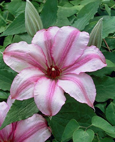 John Warren Clematis Vine - Huge 9" Flowers - 2.5" Pot