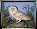 Photographic Prints of PM-5983 Taxidermy - Barn Owl from Ardea Wildlife Pets