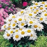 Snow Lady Shasta Daisy Perennial - 4 Plants - Leucanthemum - B001AVPRN8