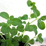 コンパニオンプランツ：ペニーロイヤルミント3号ポット4株セット