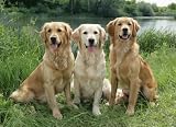 Ravensburger Golden Beauties - 300 Piece Large Format Puzzle