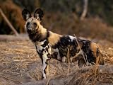The Case of the Curious Canines