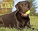 Just Chocolate Labs 2015 Wall Calendar