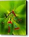 Lemon Lime Canvas Print / Canvas Art - Artist Diane E Berry