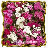 1 Lb Annual Phlox, Mixed Colors (Phlox drummondii) Bulk Wildflower Seeds