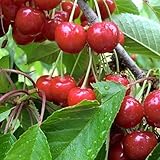 【サクランボ 苗木】 紅さやか 13.5cmポット苗