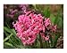 Teary Hyacinths Emerging Artists Photographic Poster Print by Louise Magno, 10x8
