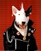 Punk dog Bull terrier Art Print POSTER Spuds Mackenzie? - 16" x 20"