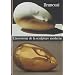 Brancusi : L'inventeur de la sculpture moderne