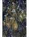 Photographic Prints of USH-2875 Holm Oak - flowers and leaves from Ardea Wildlife Pets