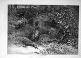 1871 Month October Pheasant Bird Animal Old Print