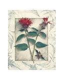 Bee Balm Art Print Poster By Julie Nightingale, 8  x 10 