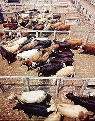 Cattle Feedlot Photograph - Beautiful 16"x20" Photographic Print by Carol M. Highsmith