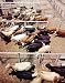 Cattle Feedlot Photograph - Beautiful 16"x20" Photographic Print by Carol M. Highsmith