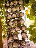 Oysters Used for Culture, Fakarava, French Polynesia Stretched Canvas Poster Print by Michele Westmorland, 30x40