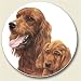 Irish Setter Stone Auto Car Coaster (1)