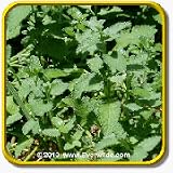 Everwilde Farms, Inc. - 