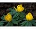 Photographic Prints of DAD-1761 Winter Aconite - winter / spring flowering perennial from Ardea Wildlife Pets