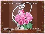 �y���������z�y��̓��M�t�g�z���\�[�v�t�����[ �A�[�g�A�����W �y5/5~5/10�̊Ԃɂ��͂��z