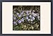 Framed Prints of Anemone Blanda or Windflower from Mary Evans