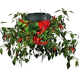 Felknor Ventures TT051112 Topsy Turvy Hot Pepper Planter (Discontinued by Manufacturer)