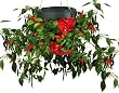 Felknor Ventures TT051112 Topsy Turvy Hot Pepper Planter