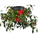 Felknor Ventures TT081112 Topsy Turvy Upside Down Hot Pepper Planter