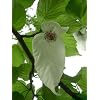 Tropica - Taschentuchbaum (Davidia involucrata ) - 1 Samen