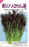 カラシナ　赤リアス　1袋（約2800粒）