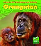 Orangutan