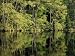 Beech Tree Forest Reflection in the Hertha Lake, Jasmund National Park, Ruegen Island...