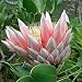 KING PROTEA CYNAROIDES pink 5 seeds