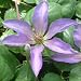 Baby Girl Gifts - Clematis Gabrielle