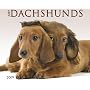 Just Dachshunds 2009 Calendar