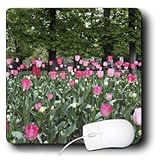Danita Delimont - Paris - Tulips at Luxembourg Gardens, Paris, France - EU09 WSU0022 - William Sutton - MousePad (mp_137005_1)