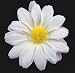 NEW Small White Daisy Hair Flower Clip, Limited.