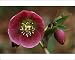 Photographic Prints of HELLEBORUS orientalis ?Varieties section?- close-up of flower, Feb from Ardea Wildlife Pets