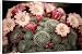 Canvas Prints of Chelsea Flower Show from Prints Prints Prints