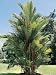 Red Sealing Wax Palm Tree on a Landscape (Cyrtostachys Renda) Photographic Poster Print, 18x24