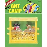 Ant Camp For Kids