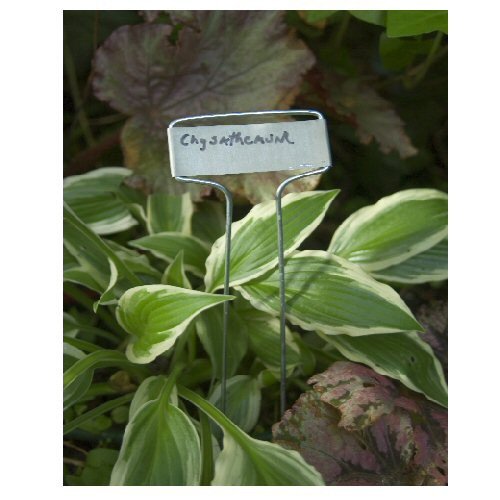 Zinc+plant+labels