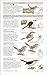 Field Guide to the Birds of Colombia