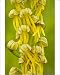 Photographic Prints of Man Orchid - in flower. Rare in UK from Ardea Wildlife Pets